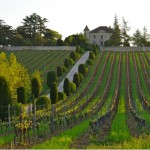 vignoble