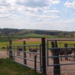 Autruches_Senergues_Aveyron (1)