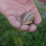 Escargot_Adulte