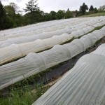 Producteur_Lot_Ferme_Moulin_Nadal (10)