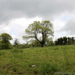 Producteur_Lot_Ferme_Moulin_Nadal (2)