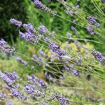 Sirop_Lavande (1)