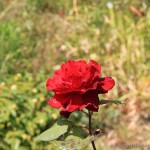 Sirop_de_roses (1)